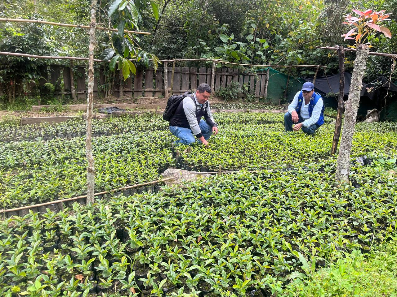 GORE y agricultores mejorarán producción en 59 hectáreas de café al renovar plantaciones en Lalaquiz, Sóndor y Huancabamba