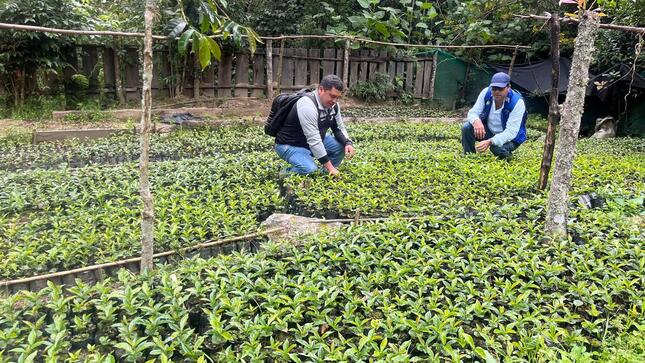GORE y agricultores mejorarán producción en 59 hectáreas de café al renovar plantaciones en Lalaquiz, Sóndor y Huancabamba