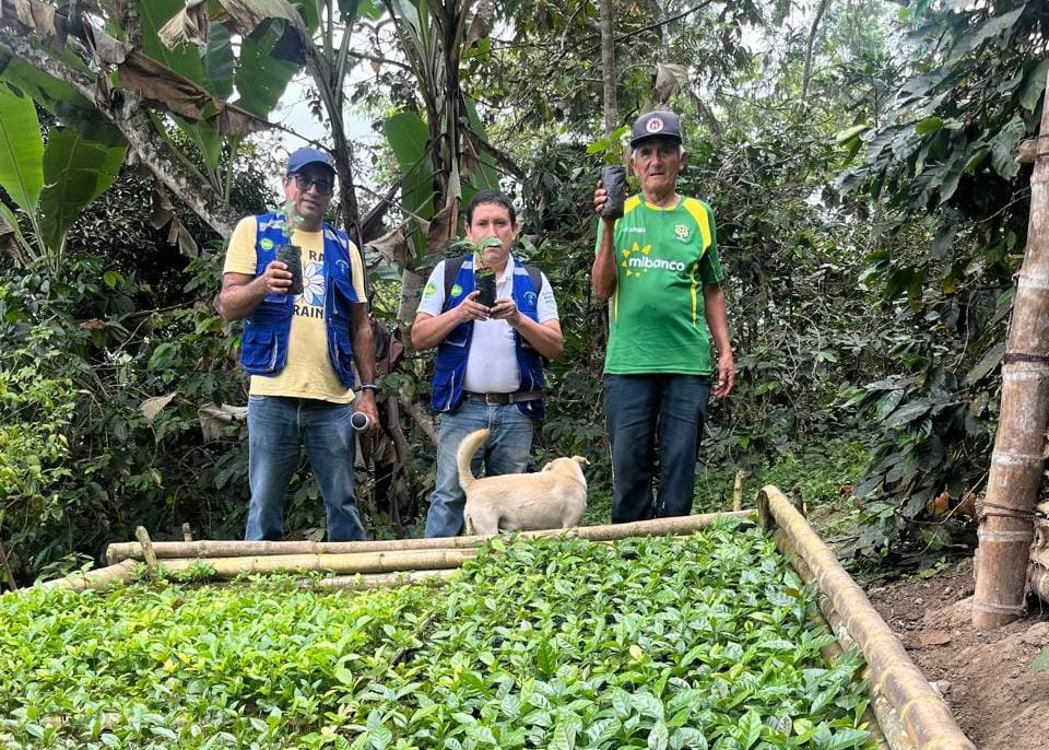 GORE y agricultores mejorarán producción en 59 hectáreas de café al renovar plantaciones en Lalaquiz, Sóndor y Huancabamba