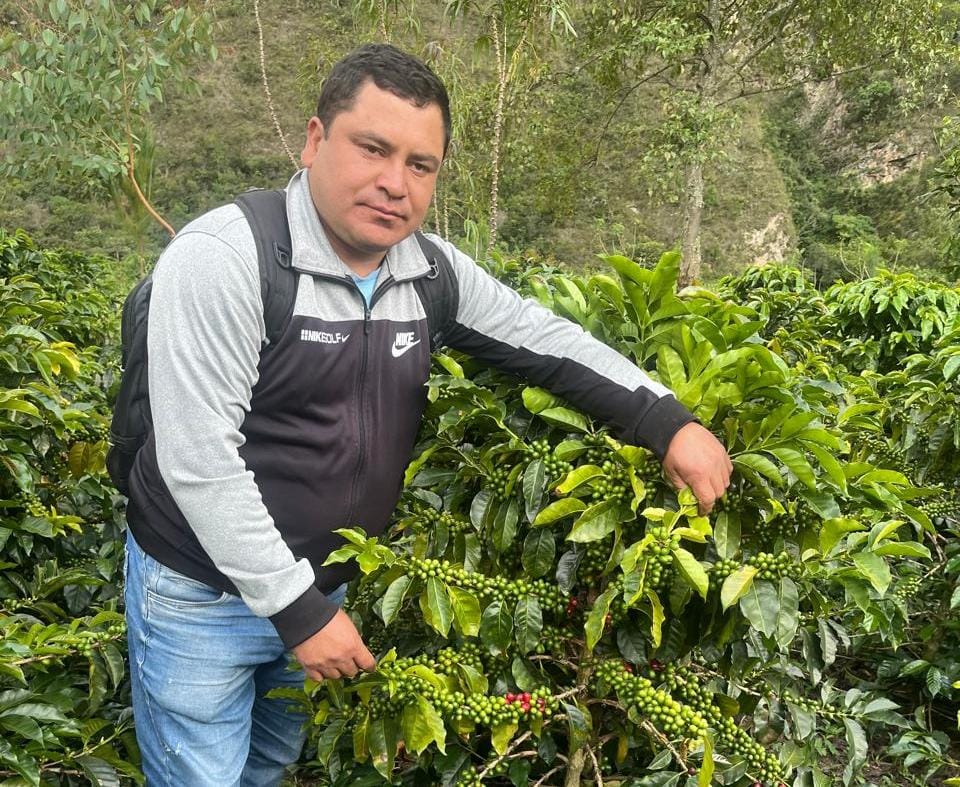 GORE y agricultores mejorarán producción en 59 hectáreas de café al renovar plantaciones en Lalaquiz, Sóndor y Huancabamba