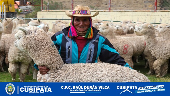 Gobierno Regional del Cusco y Municipalidad de Cusipata Impulsan la mejora genética de alpacas en Chillihuani