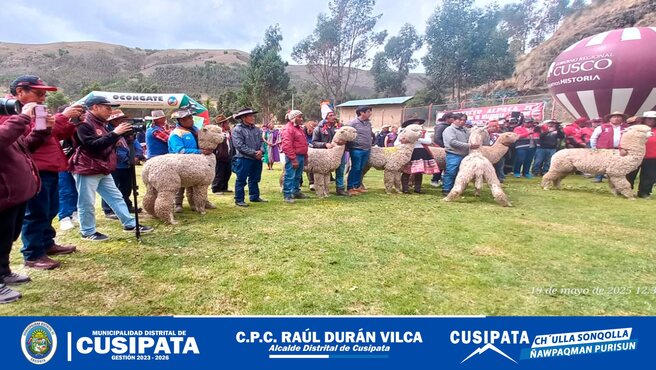Gobierno Regional del Cusco y Municipalidad de Cusipata Impulsan la mejora genética de alpacas en Chillihuani