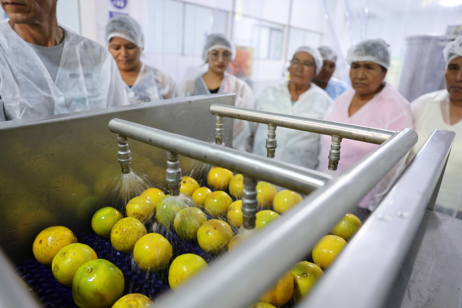 Modulo renovado para procesar cítricos fortalece economía lícita de 247 familias en Junín