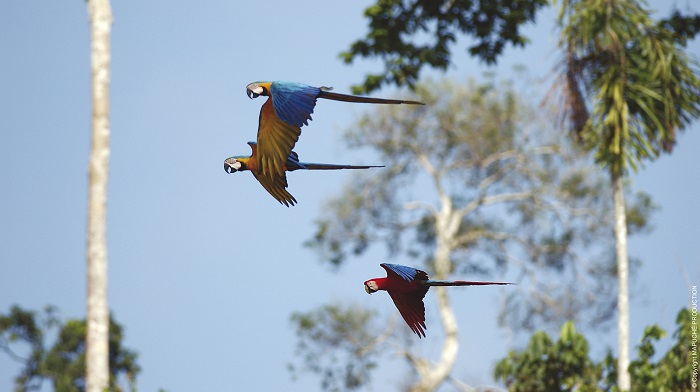 anp amazonia
