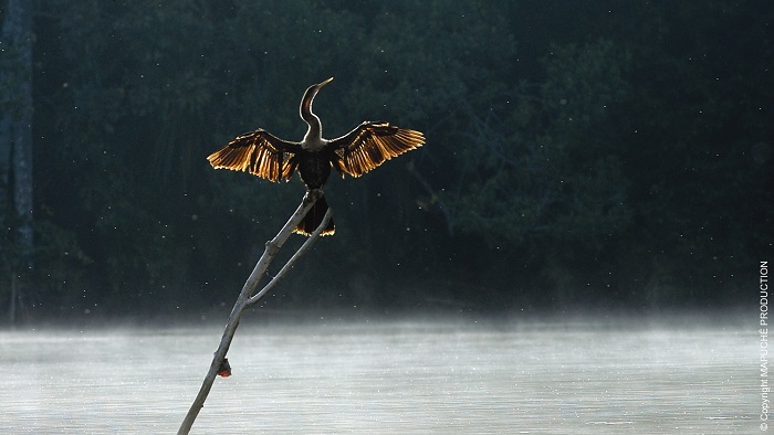 anp amazonia