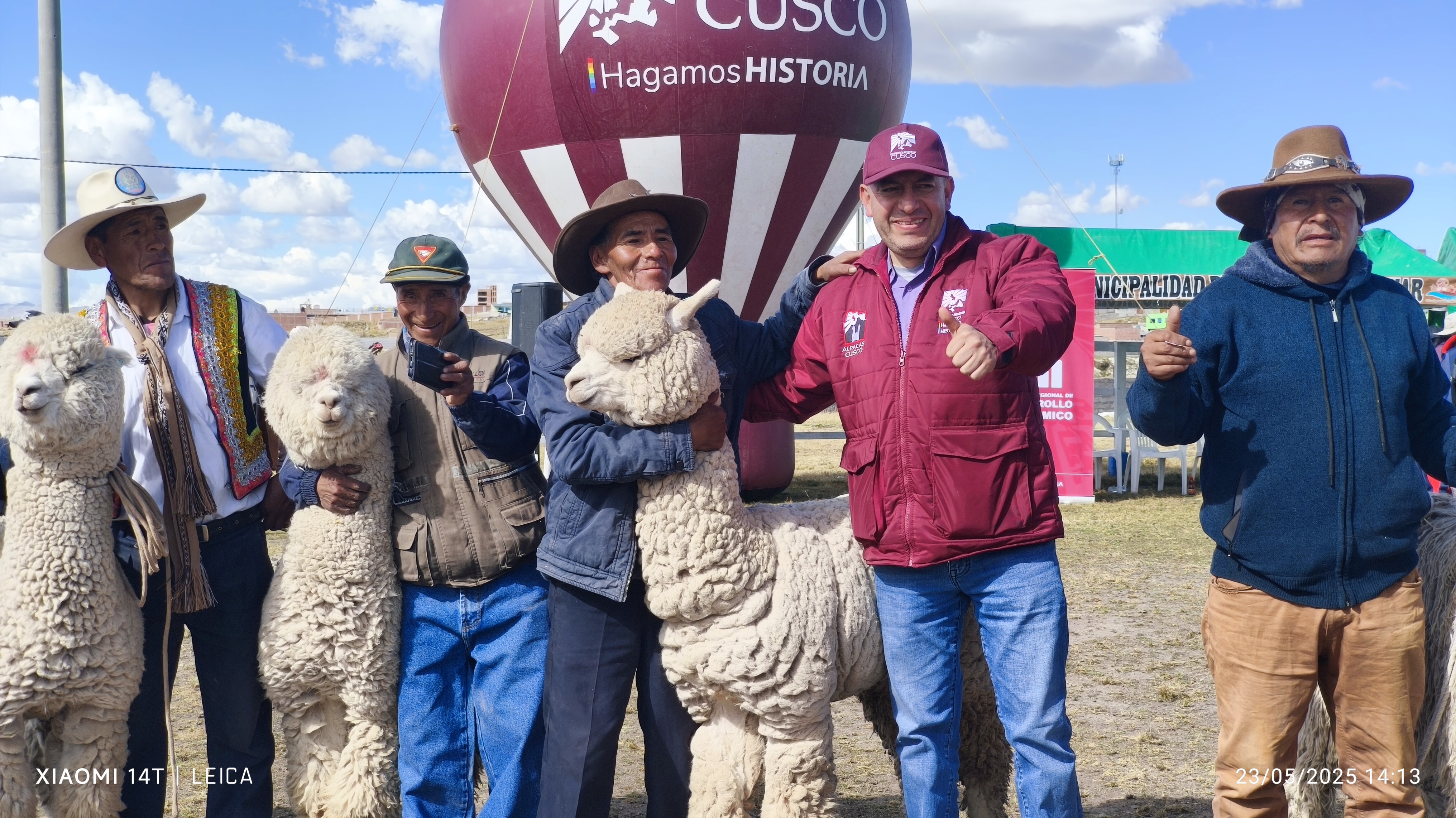Espinar: Entregan 117 Reproductores De Alpacas Para Incrementar Valor Genético Y Optimizar Producción De Fibra