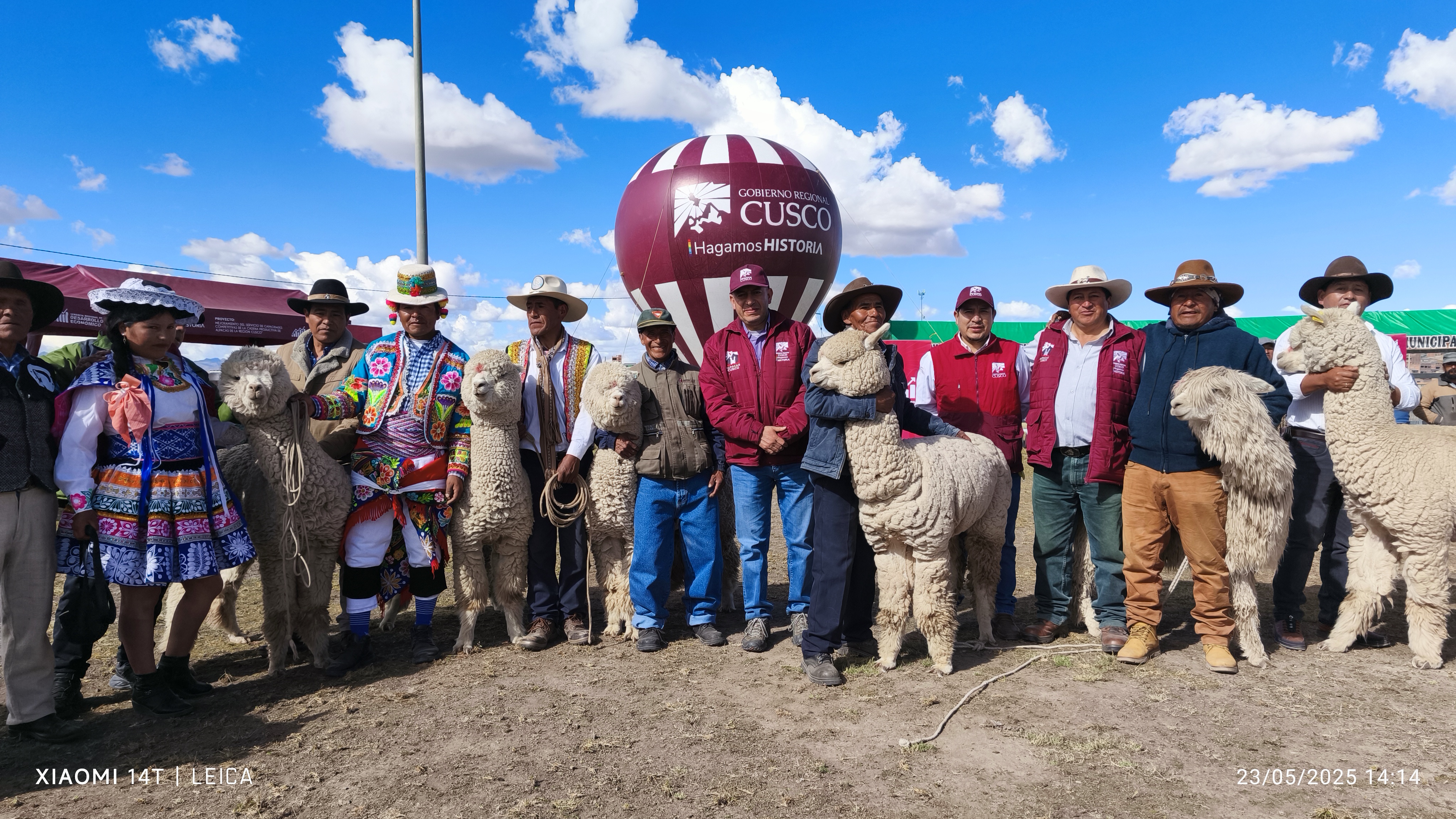 Espinar: Entregan 117 Reproductores De Alpacas Para Incrementar Valor Genético Y Optimizar Producción De Fibra