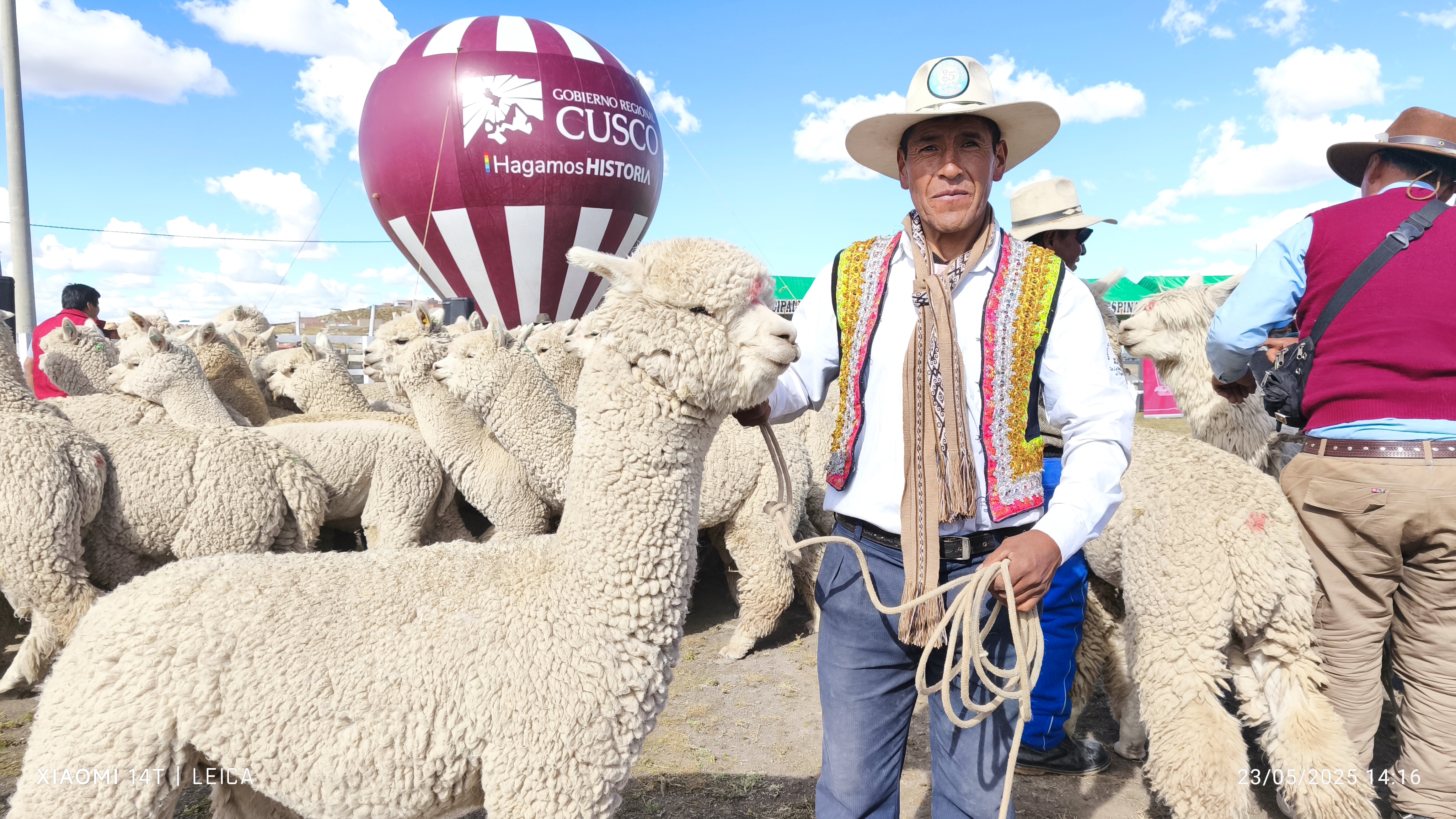 Espinar: Entregan 117 Reproductores De Alpacas Para Incrementar Valor Genético Y Optimizar Producción De Fibra