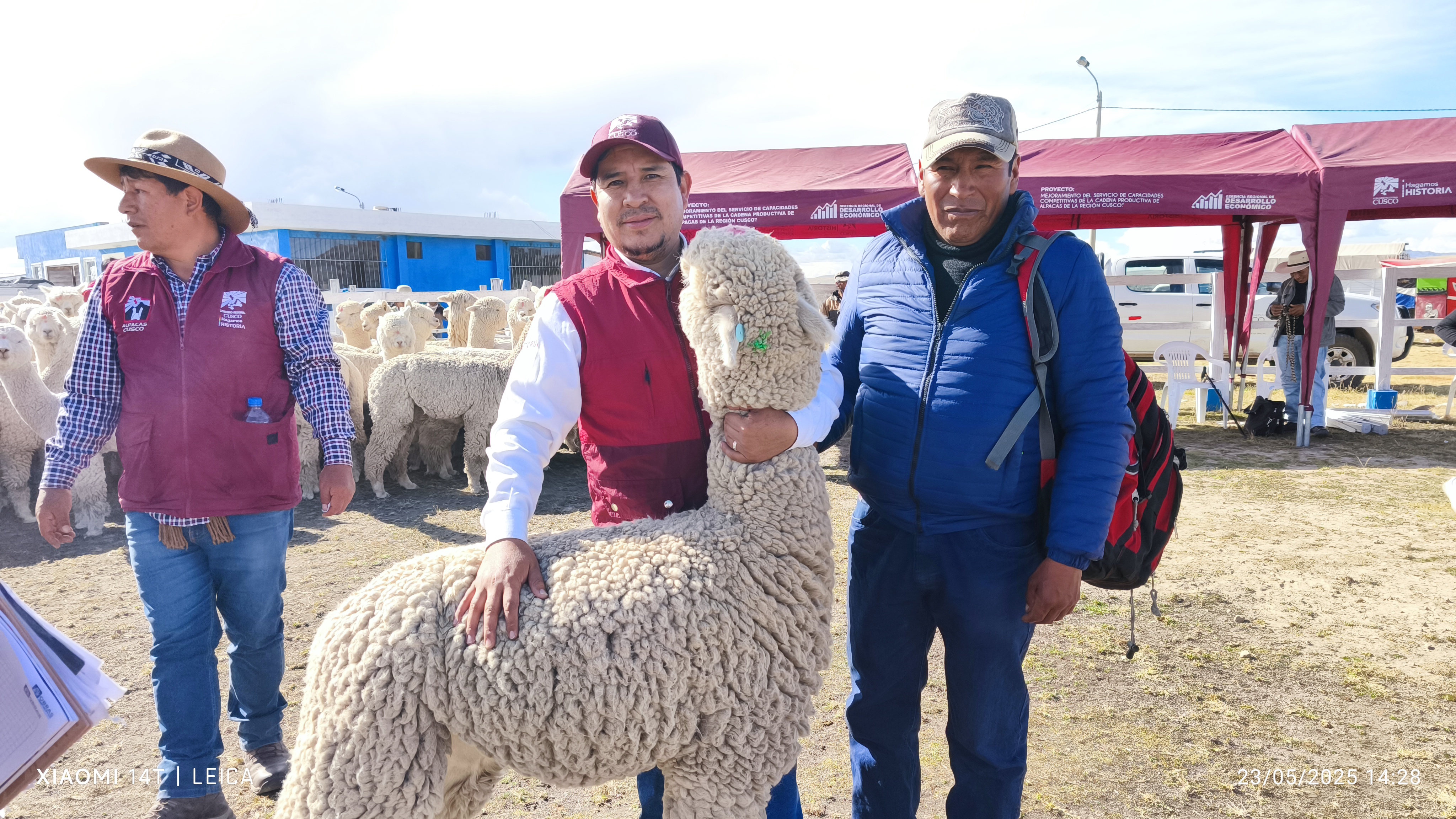 Espinar: Entregan 117 Reproductores De Alpacas Para Incrementar Valor Genético Y Optimizar Producción De Fibra