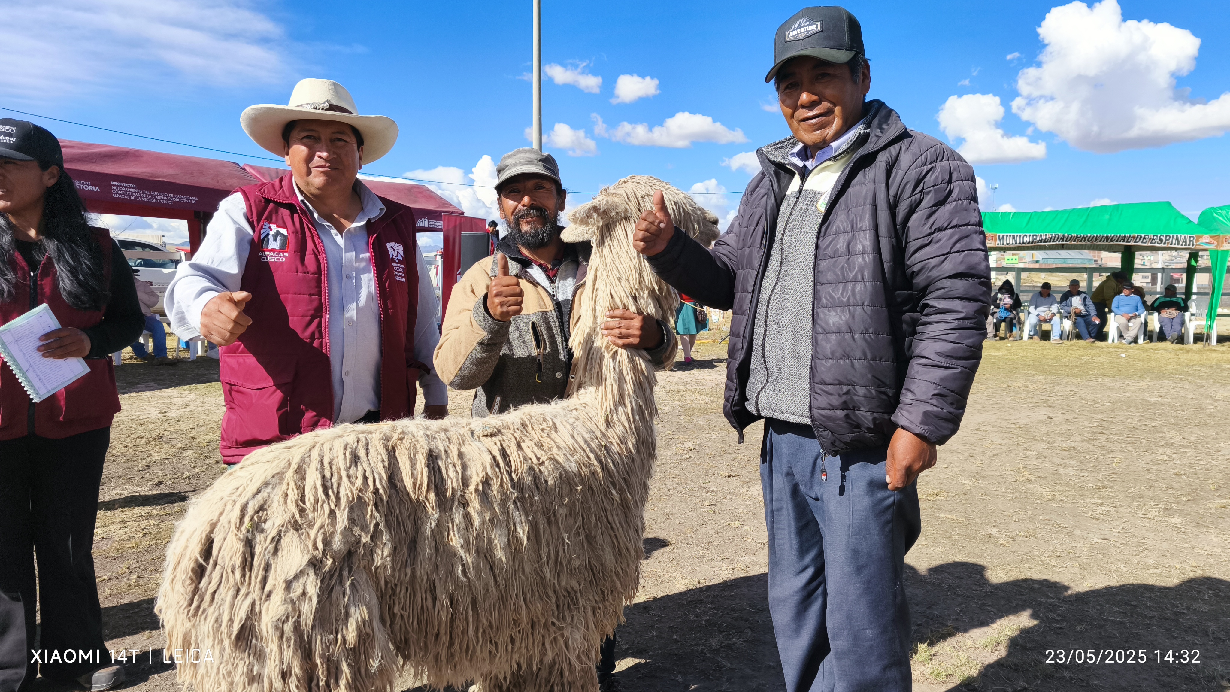Espinar: Entregan 117 Reproductores De Alpacas Para Incrementar Valor Genético Y Optimizar Producción De Fibra