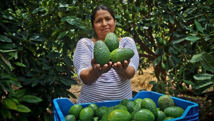 SENASA - El 97% de la palta Hass que produce Perú procede de pequeños agricultores con menos de 5 hectáreas