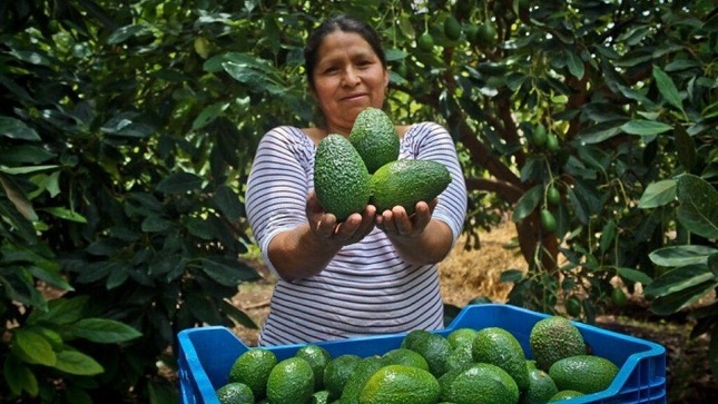 SENASA - El 97% de la palta Hass que produce Perú procede de pequeños agricultores con menos de 5 hectáreas