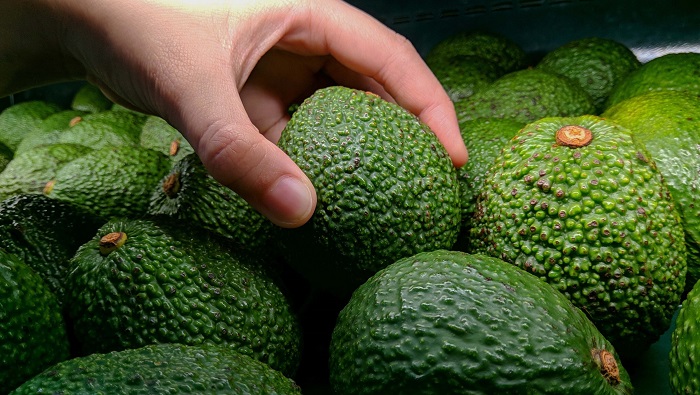 SENASA - El 97% de la palta Hass que produce Perú procede de pequeños agricultores con menos de 5 hectáreas