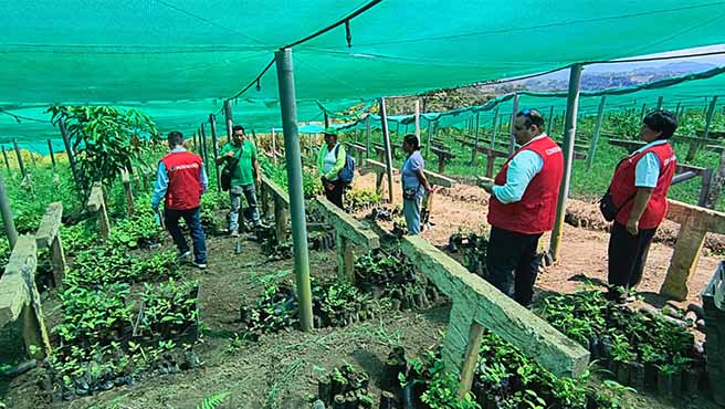 Huánuco. –La Contraloría General de la Republica advirtió deficiencias en el Proyecto Té Verde que ha puesto en riesgo 40 mil plantones de este cultivo por falta de riego e identificó que las máquinas adquiridas para el procesamiento y manejo comercial de dicho producto se viene utilizando en otras plantaciones, incumpliendo la finalidad de la inversión pública realizada.