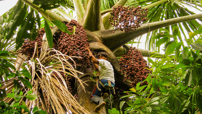 Reserva Nacional Allpahuayo Mishana impulsa alianzas comerciales sostenibles con frutos amazónicos para dinamizar economía de Loreto