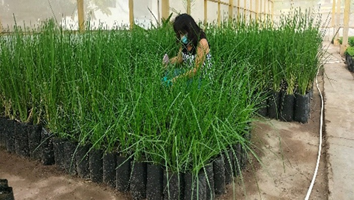 Pech Logra Producir En Sus Laboratorios Especie Vegetal Pasto Vetiver