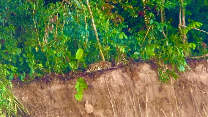 Perú y Alemania fortalecen alianza estratégica por la Amazonía: KfW y Sernanp impulsan conservación de 25 áreas naturales protegidas
