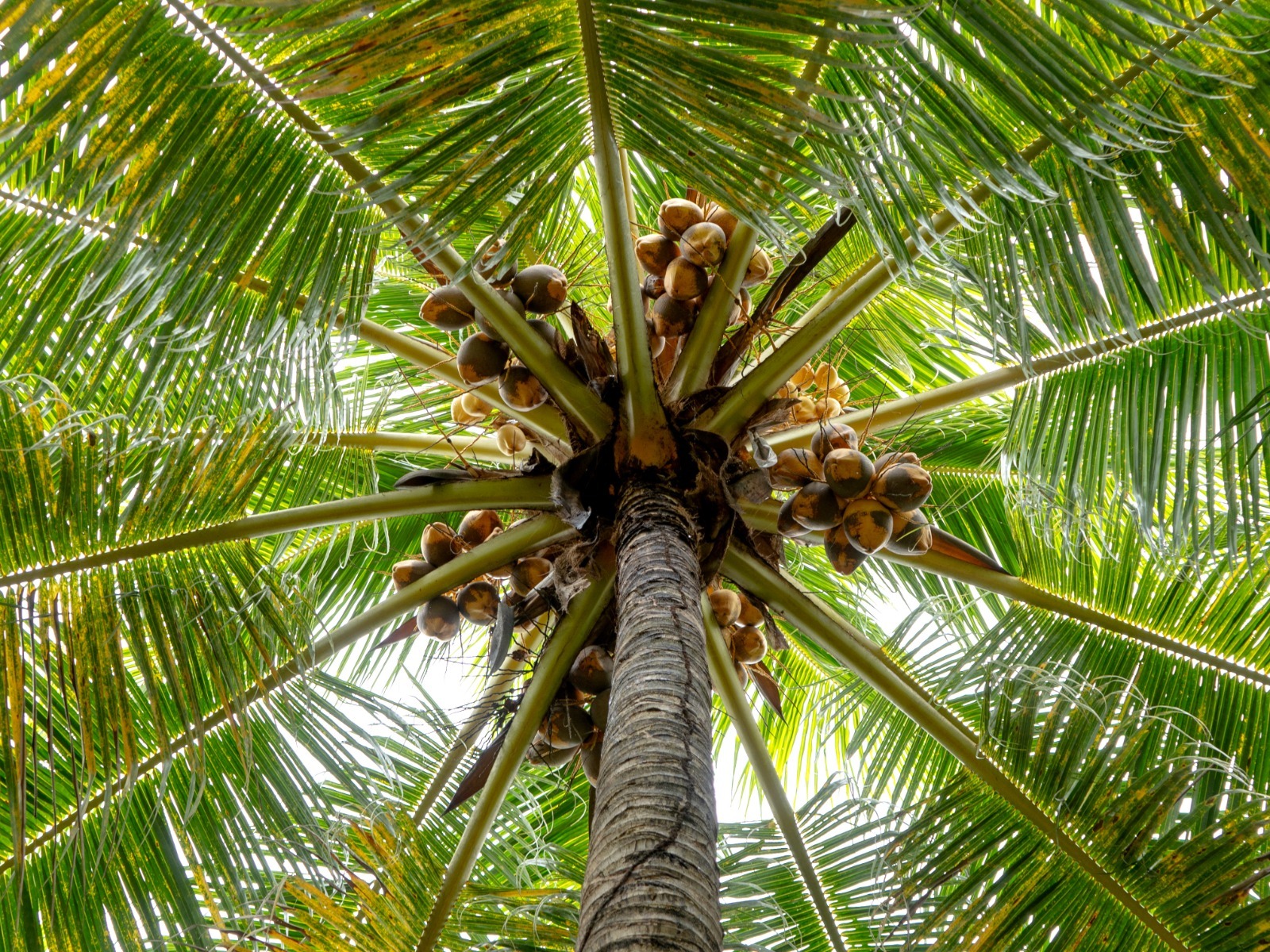 Arbol de coco