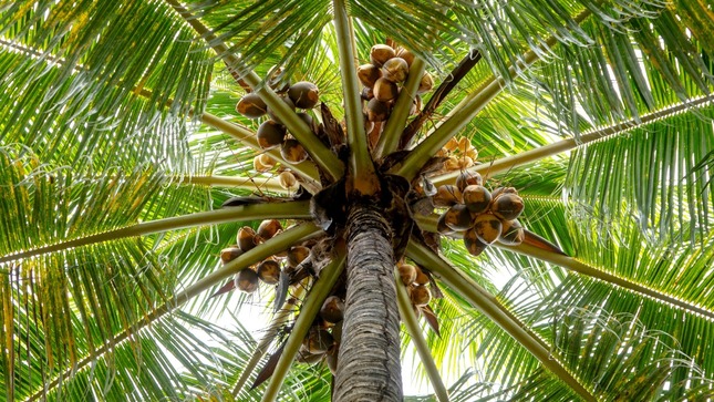 Arbol de coco