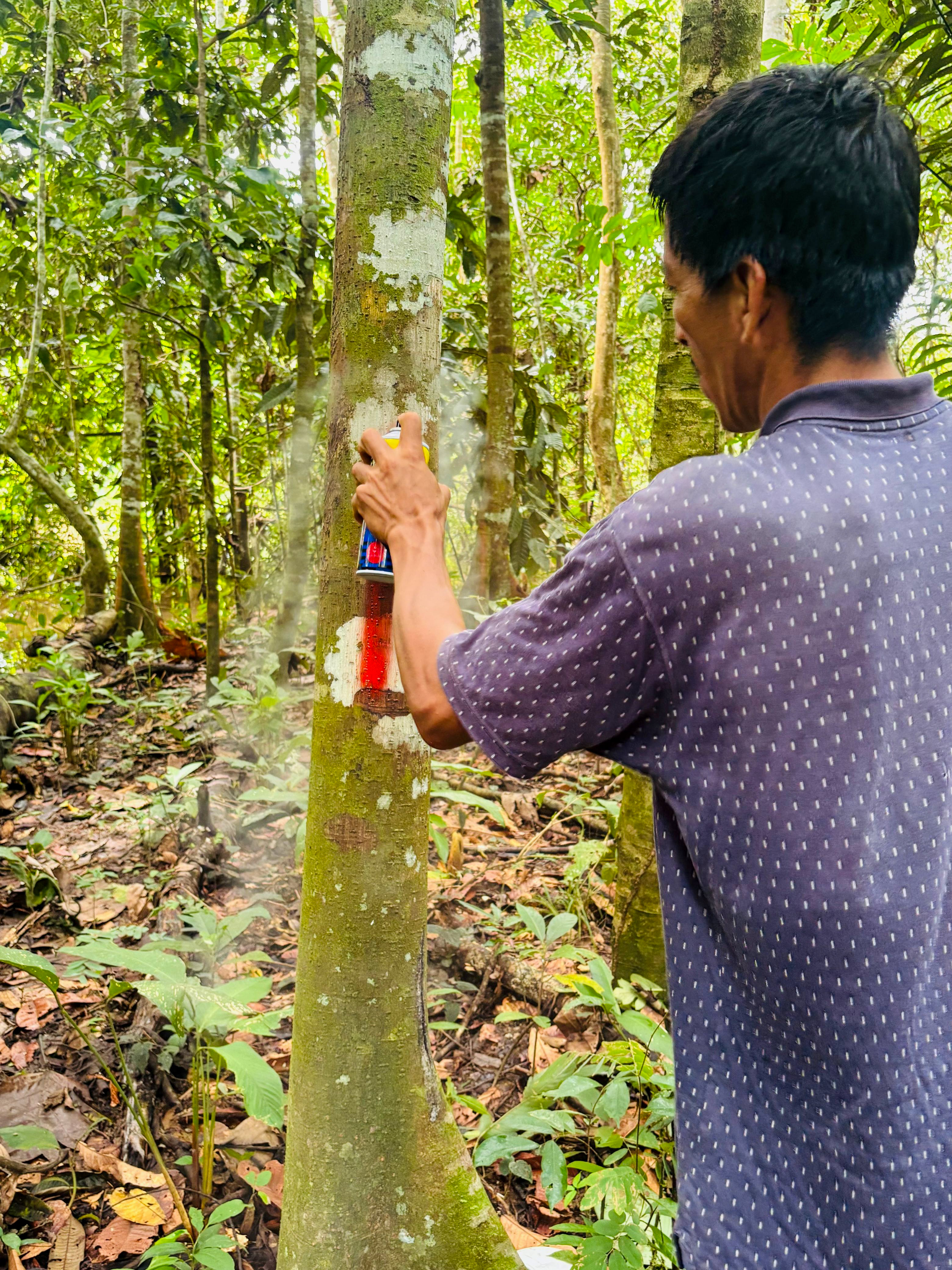 Archivo JPGE de la comunidad nativa Las Palmeras refuerza vigilancia y control de su territorio como parte de sus acciones de compensación a favor del bosque