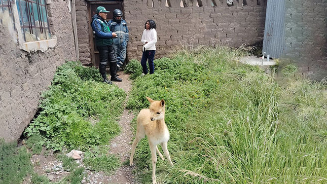 nota vicuña 