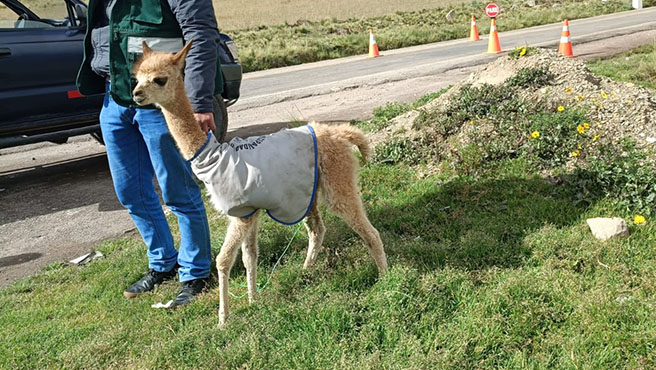 nota vicuña