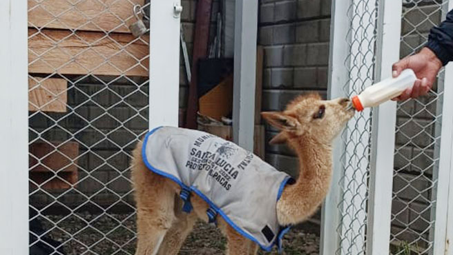 nota vicuña