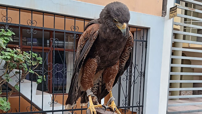 gavilan