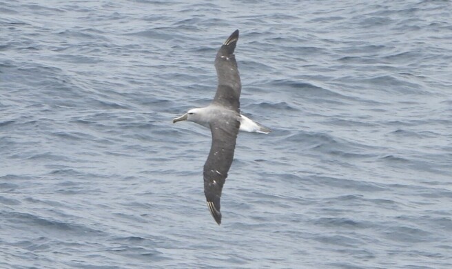 Albatros
