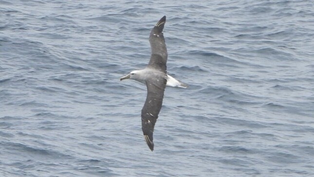 Albatros