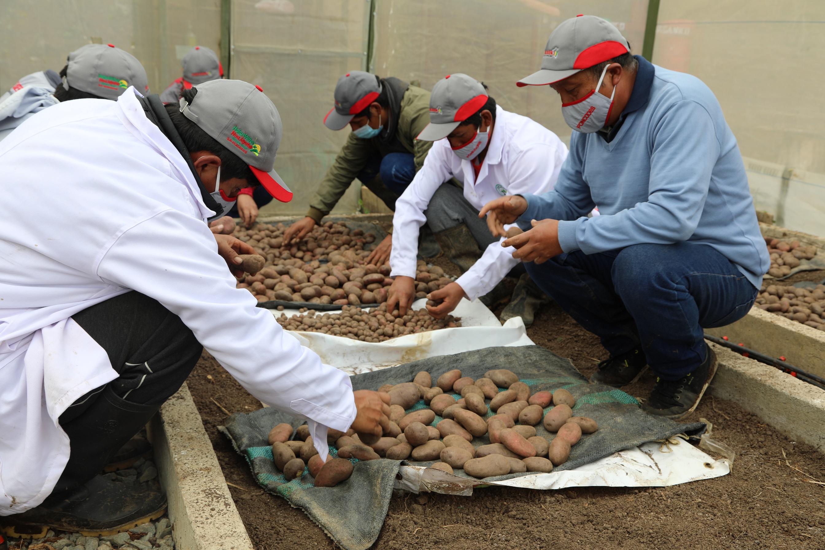 Midis capacita a productores de papa en comunidades andinas 