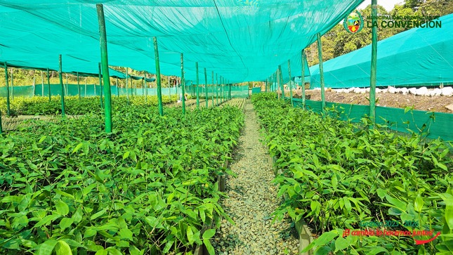 Proyecto Bambú impulsa la recuperación de zonas degradadas y la reforestación de cuentas hidrográficas mediante el uso sostenible del bambú