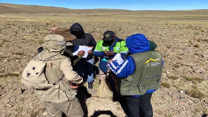 Cuenta regresiva para el V Censo Nacional de Vicuñas: Ayacucho fue el epicentro del entrenamiento técnico para su ejecución