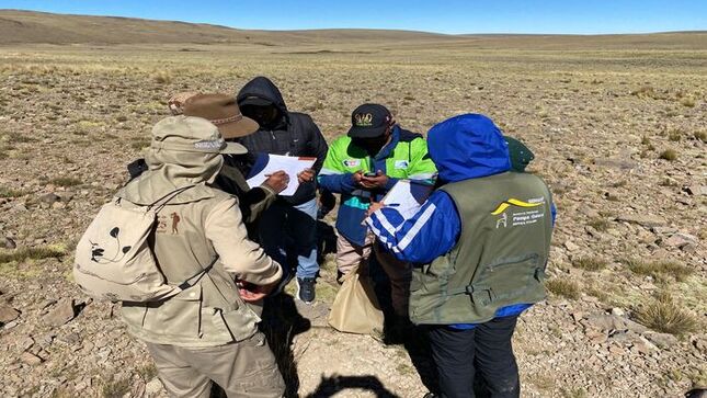 Cuenta regresiva para el V Censo Nacional de Vicuñas: Ayacucho fue el epicentro del entrenamiento técnico para su ejecución