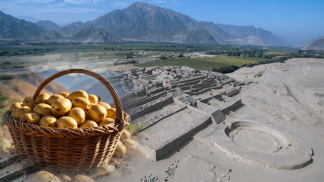 Día Internacional de la Papa: un milenario alimento desde Caral