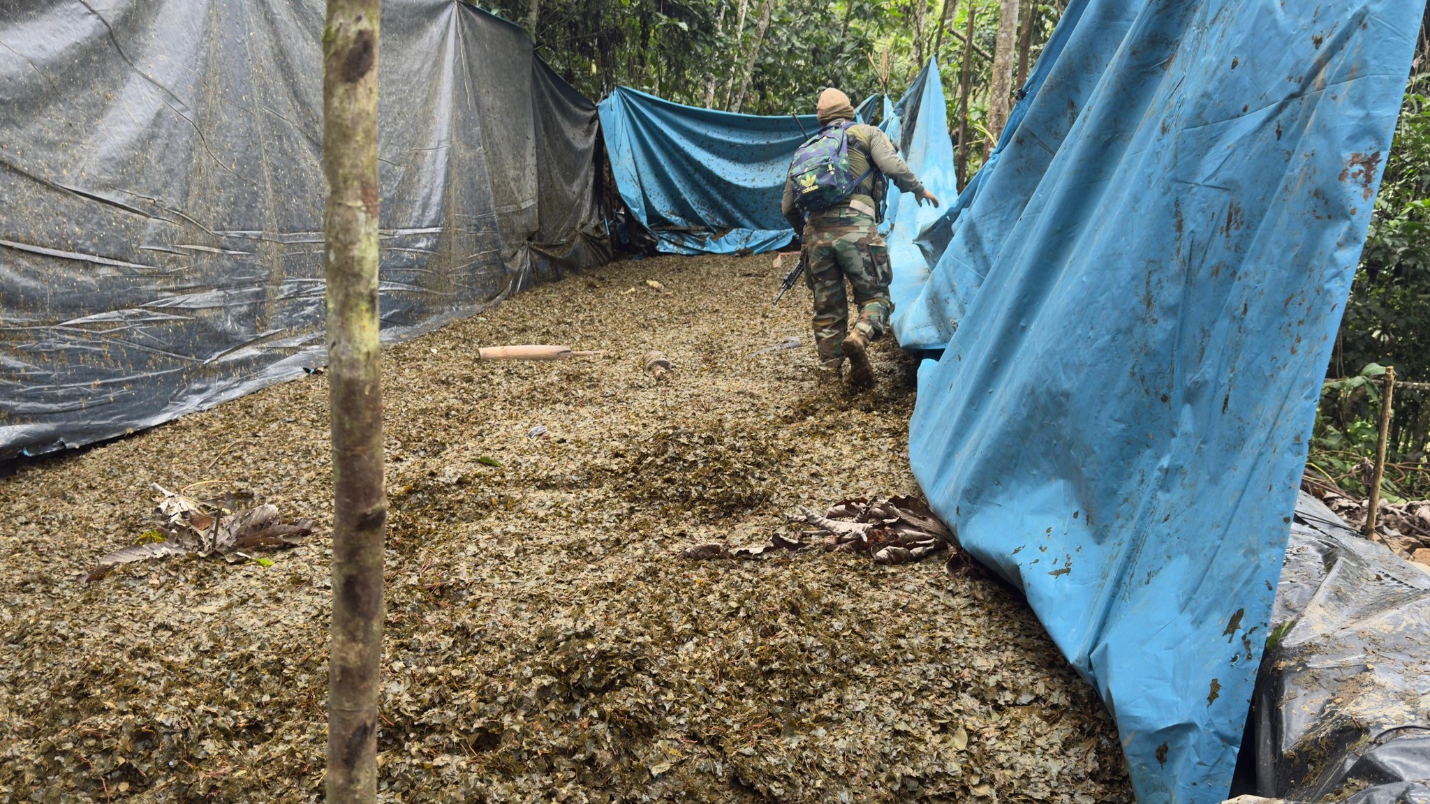 Fuerzas Armadas dan duro golpe al narcotráfico con operativos en Cusco y Ayacucho
