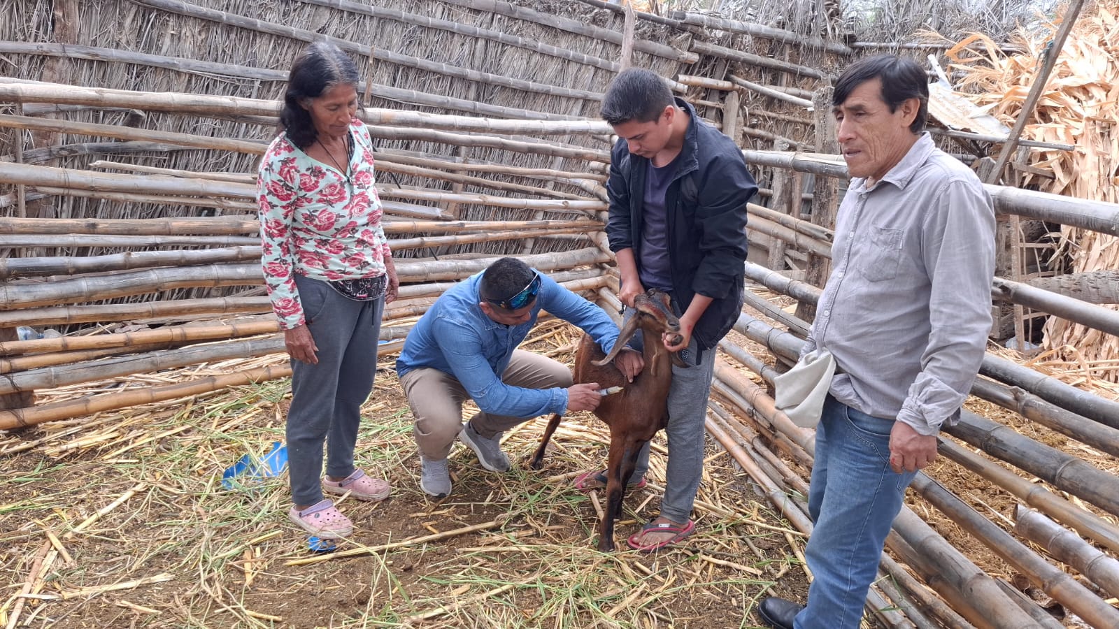 Alcalde Marlem Mogollón protege el sustento ganadero con vacunación masiva en Salitral