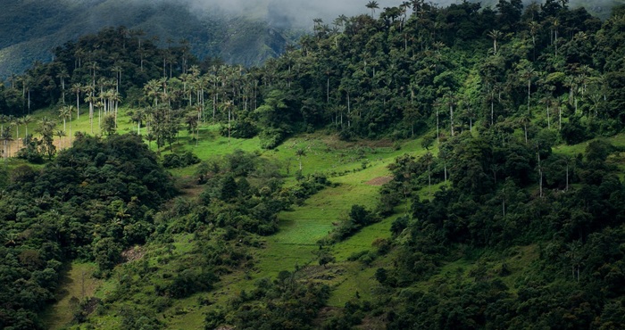 bosques