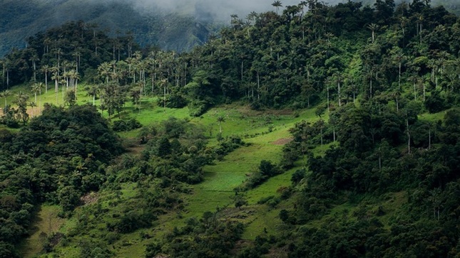 bosques