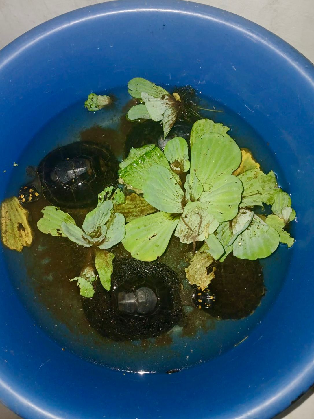 4 TARICAYAS(Podocnemis unifilis)
