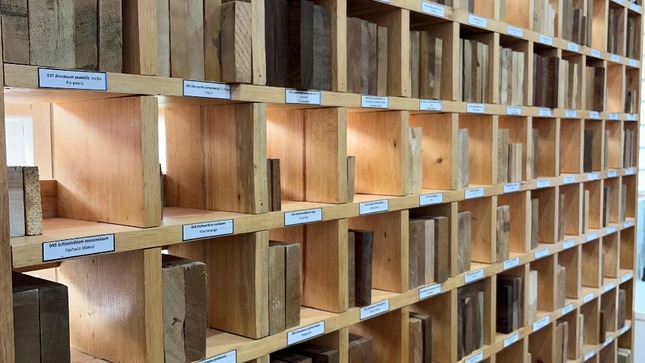 Archivo JPGE de la Alianza estratégica busca mejorar la identificación de especies maderables en la Amazonía peruana