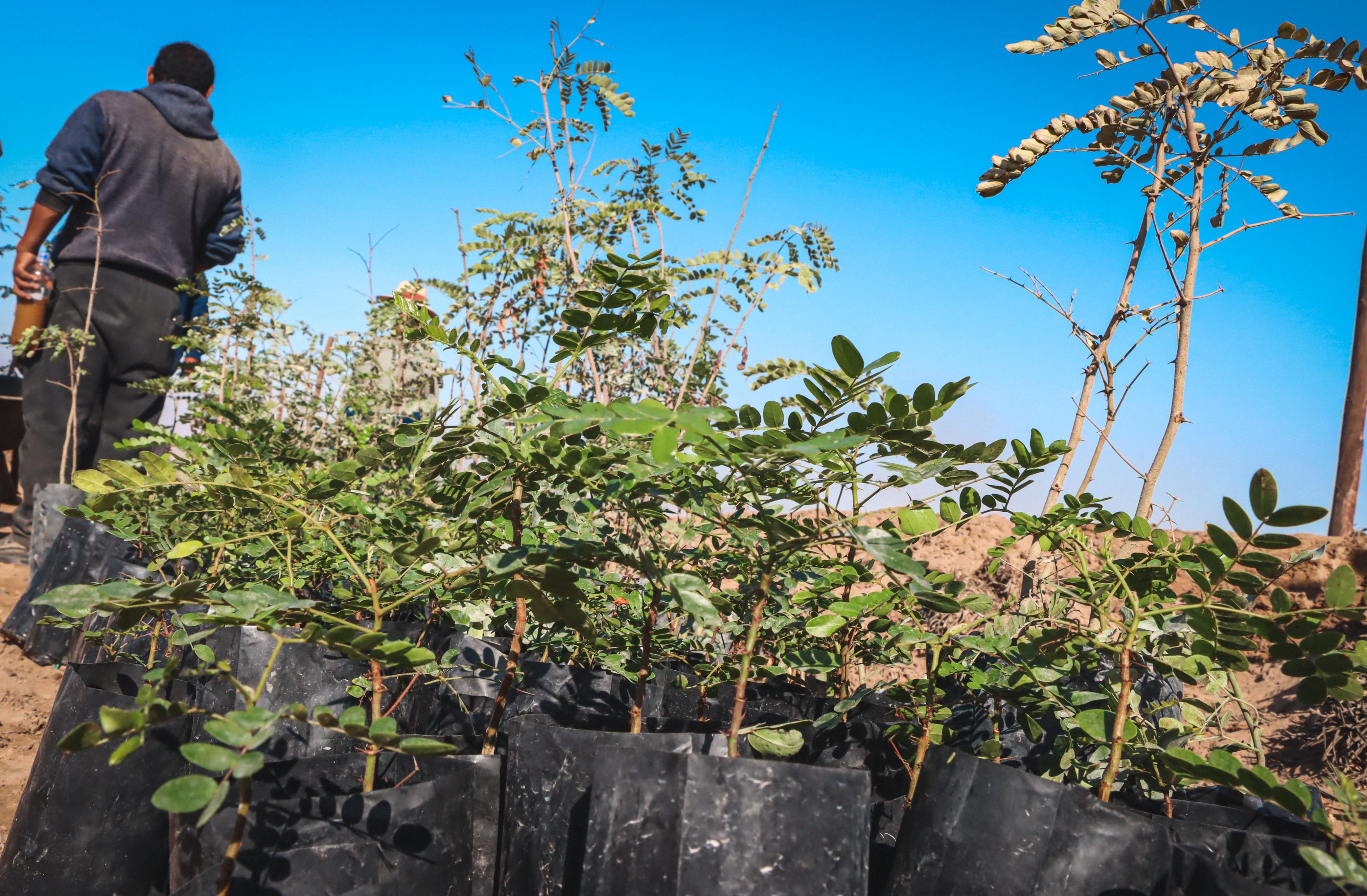 Plantan un nuevo pulmón ecológico en Ciudad Nueva