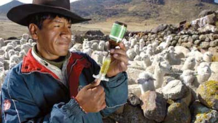 MIDAGRI implementa acciones para proteger al ganado de zonas altoandinas ante temporada de heladas extremas