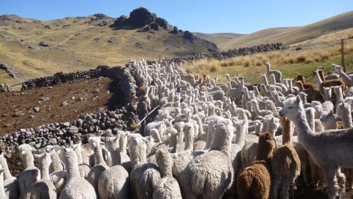 MIDAGRI implementa acciones para proteger al ganado de zonas altoandinas ante temporada de heladas extremas