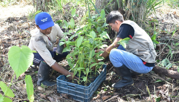 agroforesteria
