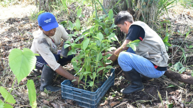 agroforesteria
