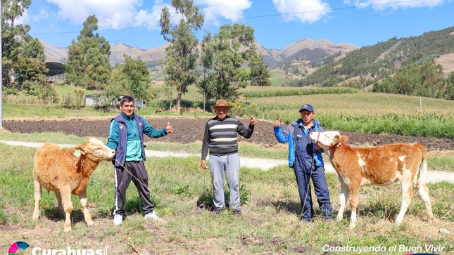 Municipalidad de Curahuasi Impulsa con Éxito Inseminación Artificial de Ganado Vacuno en Comunidades de Distrito