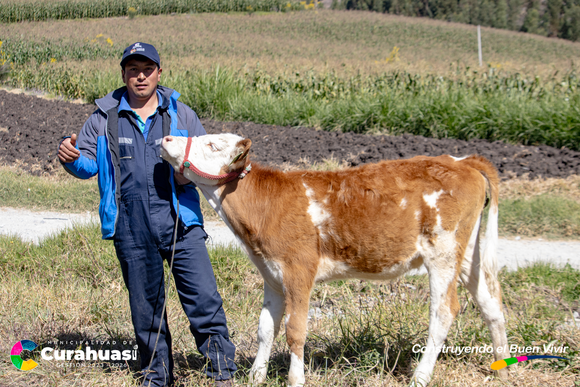 Municipalidad de Curahuasi Impulsa con Éxito Inseminación Artificial de Ganado Vacuno en Comunidades de Distrito