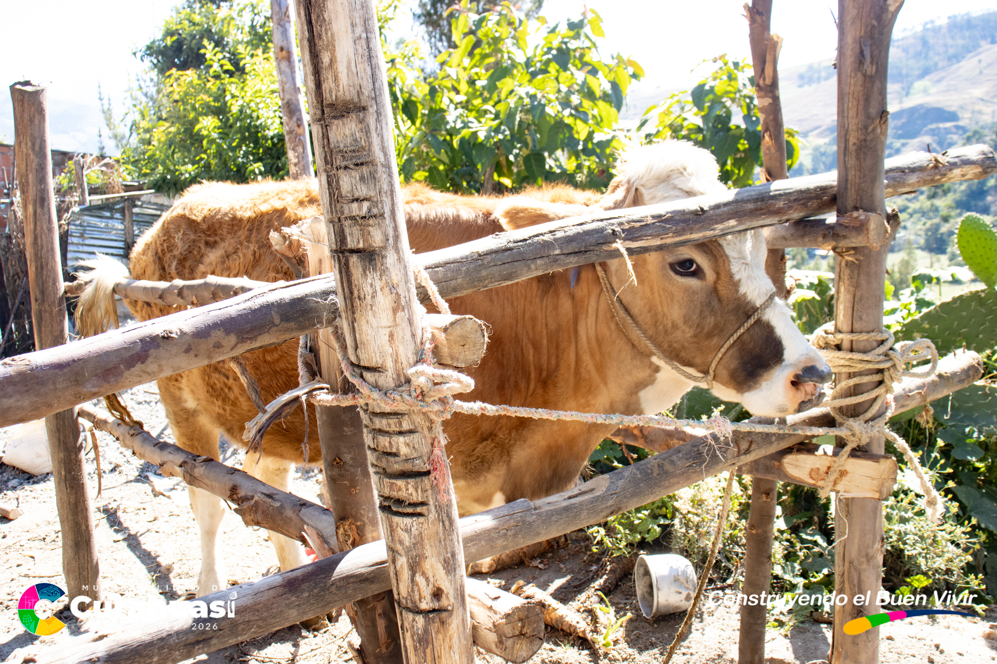 Municipalidad de Curahuasi Impulsa con Éxito Inseminación Artificial de Ganado Vacuno en Comunidades de Distrito