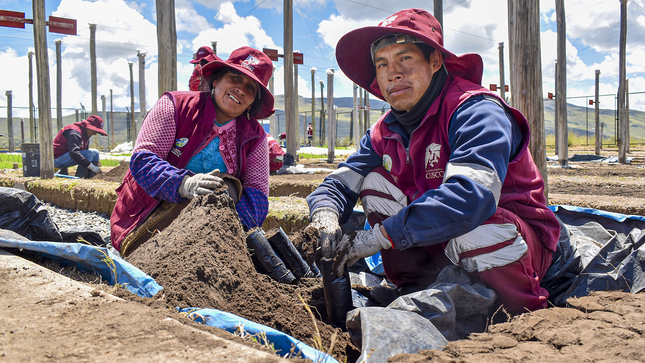 Ejemplo En El País: Cusco Fortalece Lucha Contra El Cambio Climático Con Plantación De 30 Millones De Especies Nativas Hasta El 2027